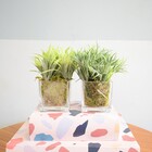 Kit Com 2 Arranjos De Folhagem Artificial No Vaso De Vidro |